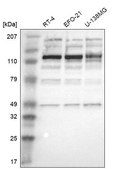 Anti-ACIN1 antibody produced in rabbit Prestige Antibodies® Powered by Atlas Antibodies, affinity isolated antibody, buffered aqueous glycerol solution
