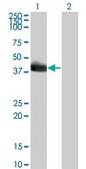 Monoclonal Anti-HLF antibody produced in mouse clone 1F12-1C4, purified immunoglobulin, buffered aqueous solution