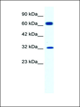 Anti-KCNN1 antibody produced in rabbit IgG fraction of antiserum