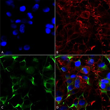 Monoclonal Anti-Gaba-B Receptor 1 - Apc antibody produced in mouse clone S93A-49, purified immunoglobulin