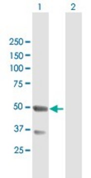 Anti-TNFRSF19 antibody produced in mouse purified immunoglobulin, buffered aqueous solution