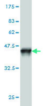 Monoclonal Anti-SNX12 antibody produced in mouse clone 2C10, purified immunoglobulin, buffered aqueous solution