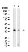 Anti-Oct-4 Antibody, clone 10H11.2 ZooMAb® Mouse Monoclonal recombinant, expressed in HEK 293 cells