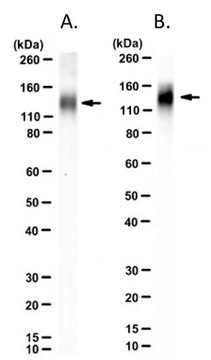 Anti-AIDA1 Antibody, clone 2K9