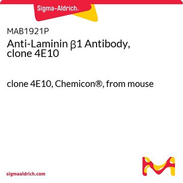 Anti-Laminin &#946;1 Antibody, clone 4E10 clone 4E10, Chemicon&#174;, from mouse