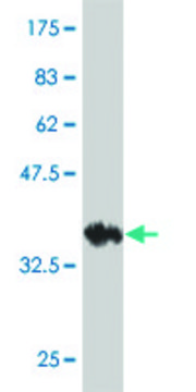 Monoclonal Anti-KCNK10 antibody produced in mouse clone 1C1, purified immunoglobulin, buffered aqueous solution