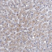 Anti-FAM214A antibody produced in rabbit Prestige Antibodies® Powered by Atlas Antibodies, affinity isolated antibody, buffered aqueous glycerol solution