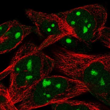 Anti-WEE1 antibody produced in rabbit Prestige Antibodies&#174; Powered by Atlas Antibodies, affinity isolated antibody