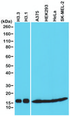 Anti-Histone H3 pan antibody, Rabbit monoclonal recombinant, expressed in HEK 293 cells, clone RM188, purified immunoglobulin