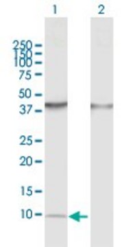 Anti-CCL14 antibody produced in rabbit purified immunoglobulin, buffered aqueous solution