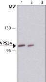 Anti-VPS34 antibody produced in rabbit ~1.0 mg/mL, affinity isolated antibody, buffered aqueous solution