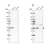 Anti-PCNA antibody produced in rabbit Prestige Antibodies® Powered by Atlas Antibodies, affinity isolated antibody, buffered aqueous glycerol solution, ab3