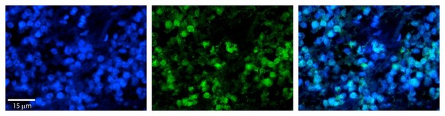 Anti-HSPA8 affinity isolated antibody