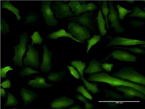 Monoclonal Anti-S100A10 antibody produced in mouse clone 3E10, purified immunoglobulin, buffered aqueous solution