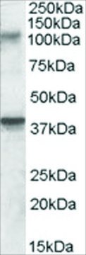 Anti-GRIK3/GLUR7 antibody produced in goat affinity isolated antibody, buffered aqueous solution