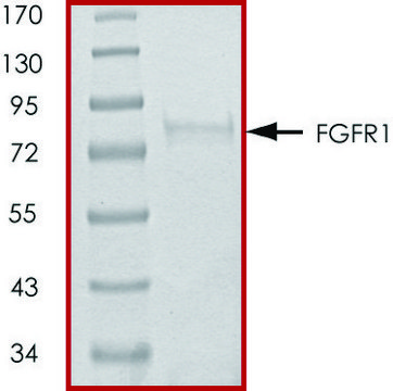 FGFR1 (V561M), active, GST tagged human PRECISIO&#174;, recombinant, expressed in baculovirus infected Sf9 cells, &#8805;70% (SDS-PAGE), buffered aqueous glycerol solution