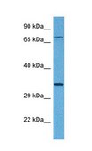 Anti-TSPAN5 affinity isolated antibody