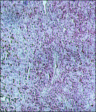 抗 牛 IgG（全分子）&#8722;过氧物酶 兔抗 affinity isolated antibody, buffered aqueous solution