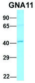 Anti-GNA11 (C-terminal) antibody produced in rabbit affinity isolated antibody