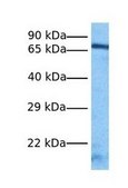 Anti-FUBP1 antibody produced in rabbit IgG fraction of antiserum