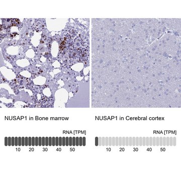 抗-NUSAP1 兔抗 Prestige Antibodies&#174; Powered by Atlas Antibodies, affinity isolated antibody, buffered aqueous glycerol solution