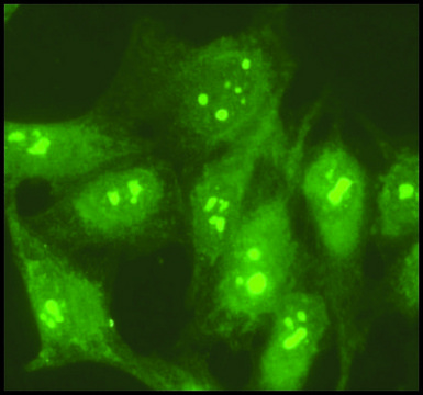 Anti-Nucleolin antibody produced in rabbit affinity isolated antibody, buffered aqueous solution