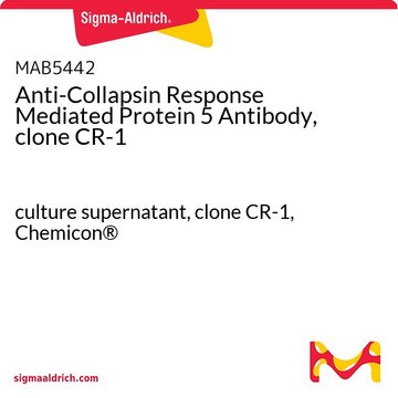 Anti-Collapsin Response Mediated Protein 5 Antibody, clone CR-1 culture supernatant, clone CR-1, Chemicon&#174;