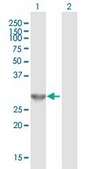 Anti-ING4 antibody produced in mouse IgG fraction of antiserum, buffered aqueous solution