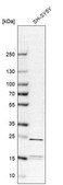 Anti-YKT6 antibody produced in rabbit Prestige Antibodies® Powered by Atlas Antibodies, affinity isolated antibody, buffered aqueous glycerol solution, ab1
