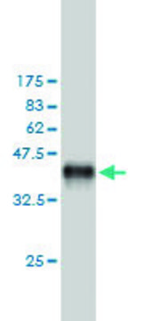 Monoclonal Anti-MAP4K5 antibody produced in mouse clone 3H3, purified immunoglobulin, buffered aqueous solution