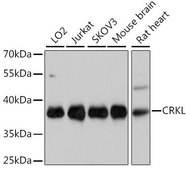 Anti-CRKL antibody produced in rabbit
