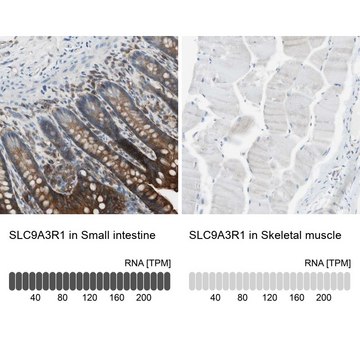 Anti-SLC9A3R1 antibody produced in rabbit Prestige Antibodies&#174; Powered by Atlas Antibodies, affinity isolated antibody, buffered aqueous glycerol solution