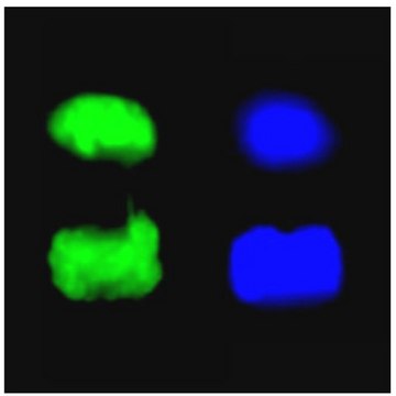 Anti-Phospho-Histone H3 (Ser10) Antibody, clone 3H10, FITC Conjugate clone 3H10, Upstate&#174;, from mouse