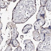 Anti-S1PR5 antibody produced in rabbit Prestige Antibodies® Powered by Atlas Antibodies, affinity isolated antibody, buffered aqueous glycerol solution