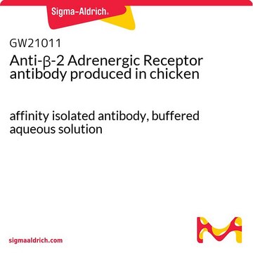 Anti-&#946;-2 Adrenergic Receptor antibody produced in chicken affinity isolated antibody, buffered aqueous solution