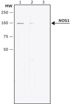 Anti-Nitric Oxide Synthase, Brain (251-270) antibody produced in rabbit IgG fraction of antiserum, buffered aqueous solution