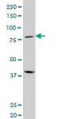 Monoclonal Anti-PRDM1 antibody produced in mouse clone 2B10, purified immunoglobulin, buffered aqueous solution