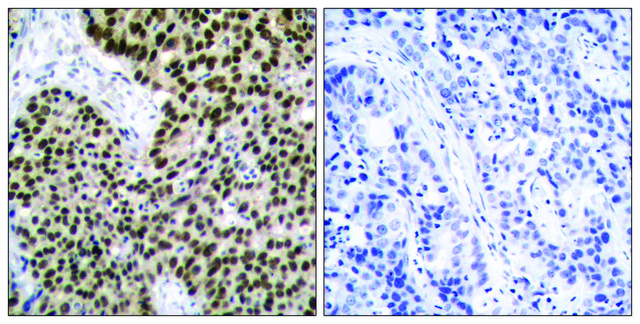 Anti-HSF1 antibody produced in rabbit affinity isolated antibody