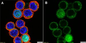 Anti-SLAM/CD150 Antibody, clone 3I9 ZooMAb® Rabbit Monoclonal recombinant, expressed in HEK 293 cells