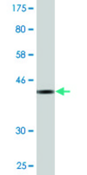 Monoclonal Anti-ZNF34 antibody produced in mouse clone 1B11, purified immunoglobulin, buffered aqueous solution