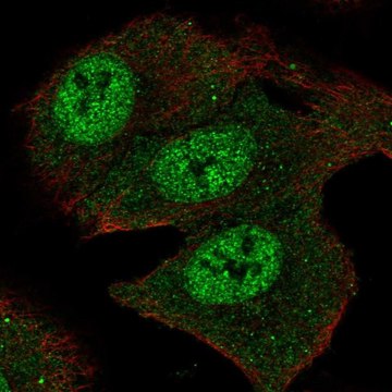 Anti-SMOX antibody produced in rabbit Prestige Antibodies&#174; Powered by Atlas Antibodies, affinity isolated antibody