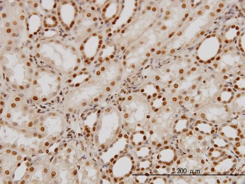 抗 PTBP1 单克隆抗体 小鼠抗 clone 3H8, purified immunoglobulin, buffered aqueous solution