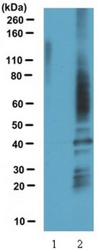 Anti-Sulfenic Acid Modified Cysteine (2-Thiodimedone-Specific Ig) Antibody serum, from rabbit