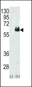 ANTI-TAU(C-TERMINAL) antibody produced in rabbit IgG fraction of antiserum, buffered aqueous solution