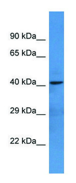 Anti-NTNG1 (C-terminal) antibody produced in rabbit affinity isolated antibody