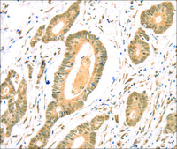 Anti-TSPAN13 affinity isolated antibody