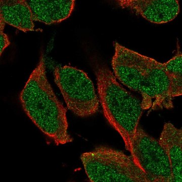 Anti-SHC3 antibody produced in rabbit Prestige Antibodies&#174; Powered by Atlas Antibodies, affinity isolated antibody