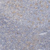 Anti-MICAL1 antibody produced in rabbit Prestige Antibodies® Powered by Atlas Antibodies, affinity isolated antibody, buffered aqueous glycerol solution