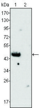 Monoclonal Anti-GATA4 antibody produced in mouse clone 6H10, ascites fluid