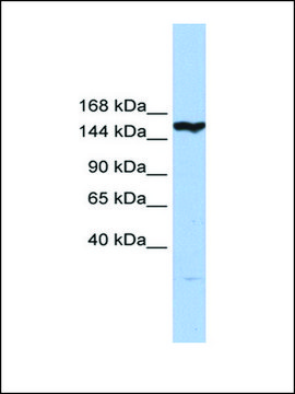 Anti-CASP8AP2 antibody produced in rabbit affinity isolated antibody